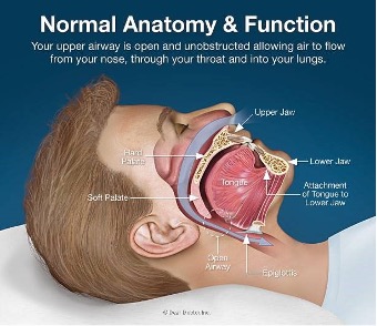 Normal Airway Anatomy & Function Graphic