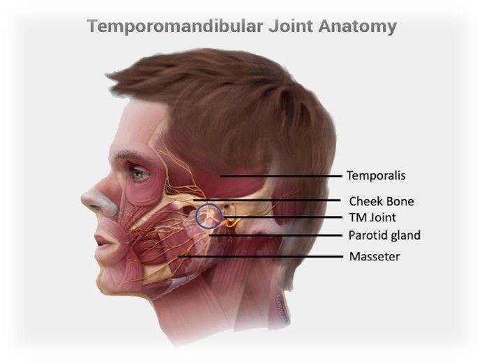 Temporomandibular Joint Anatomy 